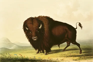 Ein Bison, ca. 1832